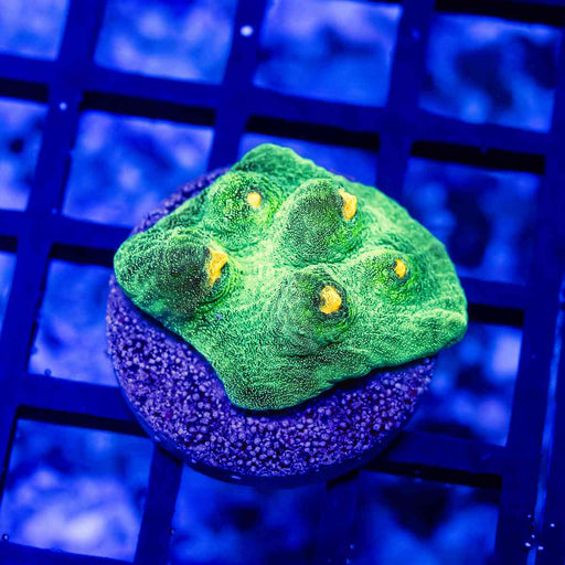 Chalice Ultra Green Yellow Dots - Reef Exclusive MA LLC