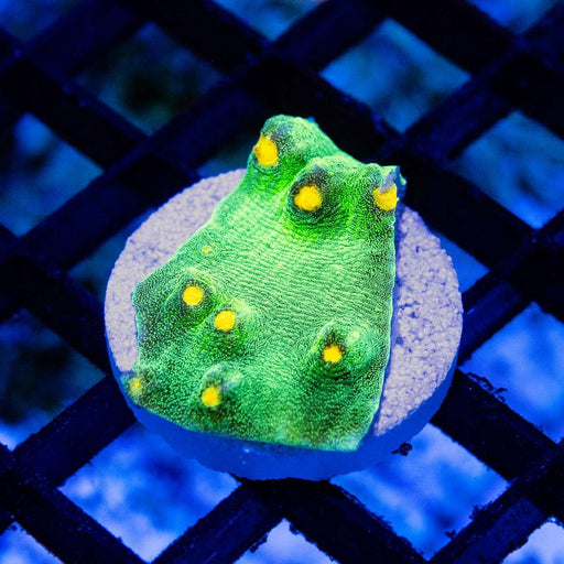 Chalice Ultra Green Yellow Dots - Reef Exclusive MA LLC