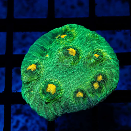 Chalice Ultra Green Yellow Dots - Reef Exclusive MA LLC