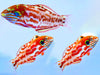 Choati Wrasse (Macropharyngodon choati) - Reef Exclusive MA LLC