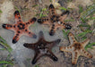 Chocolate Chip Sea Star (Protoreaster Nodosus) - Reef Exclusive MA LLC