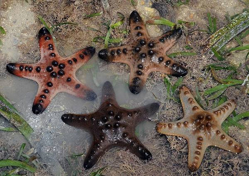 Chocolate Chip Sea Star (Protoreaster Nodosus) - Reef Exclusive MA LLC