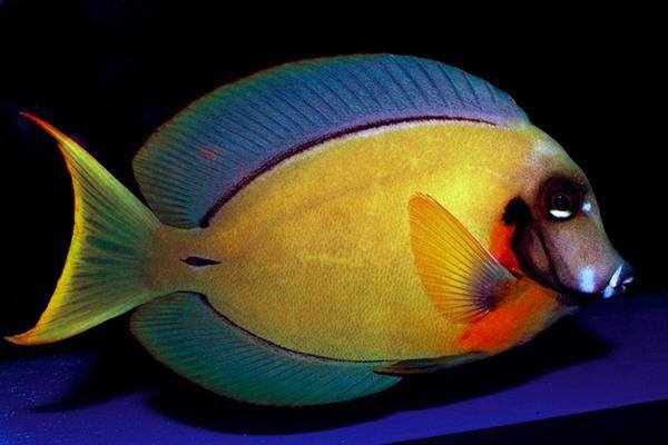 Chocolate Tang (Acanthurus Pyroferus) - Reef Exclusive MA LLC