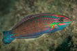 Christmas Wrasse (Halichoeres Claudia) - Reef Exclusive MA LLC