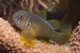 Citron Clown Goby (Gobiodon Citrinus) - Reef Exclusive MA LLC