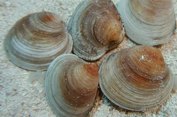 Cleaner Clam (Mercenaria Mercenaria) - Reef Exclusive MA LLC