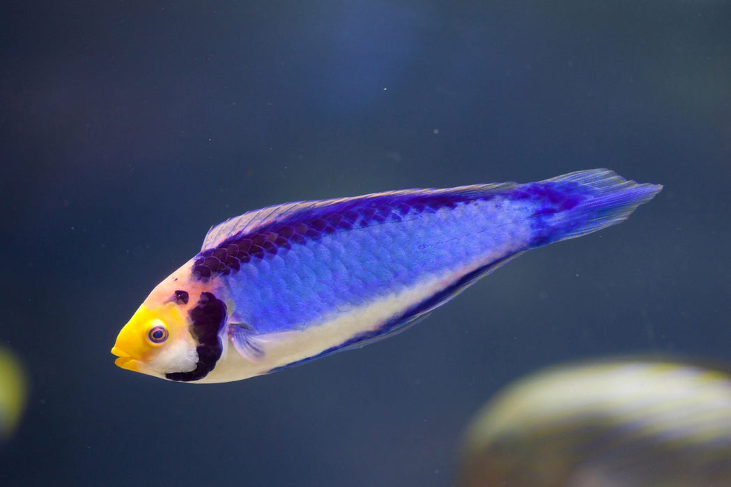 Clown Fairy Wrasse (Cirrhilabrus Solorensis) - Reef Exclusive MA LLC