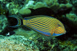 Clown Tang (Acanthurus Lineatus) - Reef Exclusive MA LLC