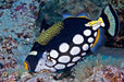 Clown Triggerfish (Balistoides Conspicillum) - Reef Exclusive MA LLC