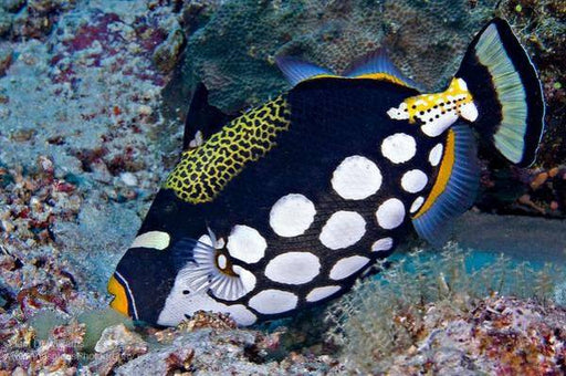 Clown Triggerfish (Balistoides Conspicillum) - Reef Exclusive MA LLC