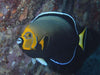 Conspicuous Angelfish (Chaetodontoplus conspicillatus) - Reef Exclusive MA LLC