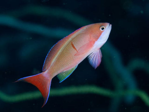 Coopers Anthias (Pseudanthias Cooperi) Female - Reef Exclusive MA LLC