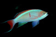 Coopers Anthias (Pseudanthias Cooperi) Male - Reef Exclusive MA LLC