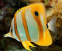 Copperband Butterflyfish (Chelmon Rostratus) - Reef Exclusive MA LLC