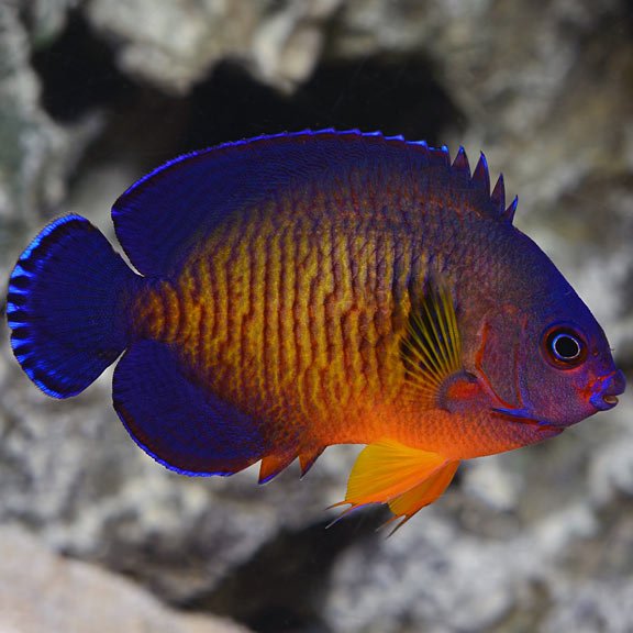 Coral Beauty Angelfish (Centropyge Bispinosa) - Reef Exclusive MA LLC