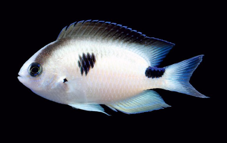 Corazons Damsel (Pomacentrus Vatosoa) - Reef Exclusive MA LLC