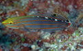 Court Jester Goby (Koumansetta rainfordi) - Reef Exclusive MA LLC