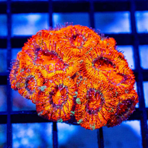 Crazy Super Bright Acan Frag - Reef Exclusive MA LLC