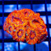 Crazy Super Bright Acan Frag - Reef Exclusive MA LLC