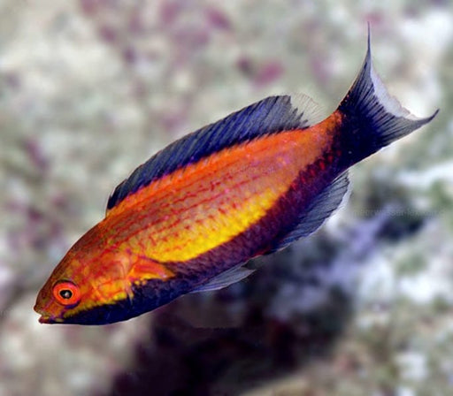 Crescent Fairy Wrasse (Cirrhilabrus Lunatus) Male - Reef Exclusive MA LLC