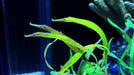 Crocodile Pipefish (Syngnathoides Biaculeatus) - Reef Exclusive MA LLC