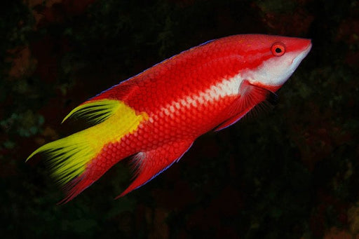 Cuban Hogfish (Bodianus Pulchellus) - Reef Exclusive MA LLC