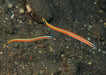 Curious Wormfish (Gunnellichthys Curiosus) - Reef Exclusive MA LLC