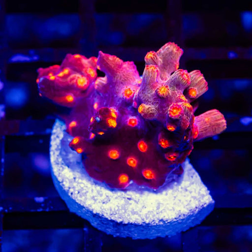 Cyphastrea - Reef Exclusive MA LLC