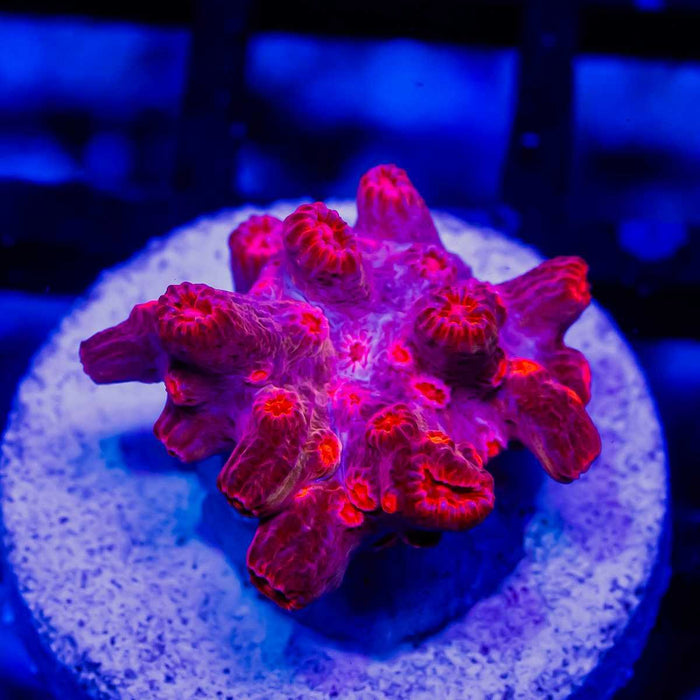 Cyphastrea - Reef Exclusive MA LLC