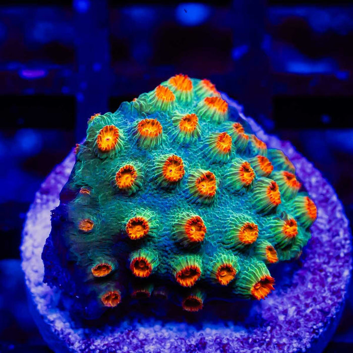 Cyphastrea - Reef Exclusive MA LLC