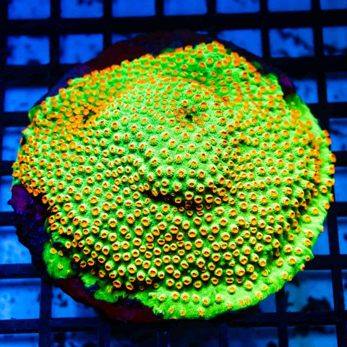 Cyphastrea Colony - Reef Exclusive MA LLC