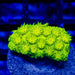 Cyphastrea Neon Green - Reef Exclusive MA LLC