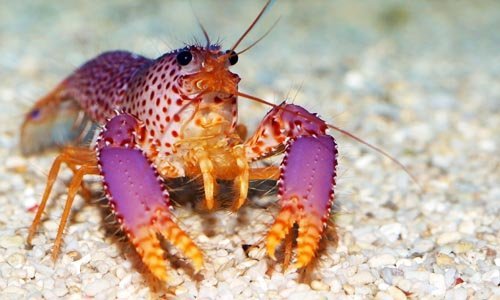 Debelius' Reef Lobster (Enoplometopus sp.) - Reef Exclusive MA LLC