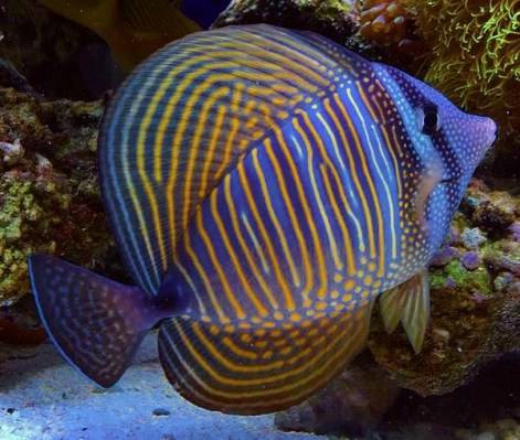 Desjardini Tang (Zebrasoma Desjardini) - Reef Exclusive MA LLC