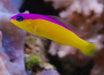 Diadem Dottyback (Pictichromis Diadema) - Reef Exclusive MA LLC