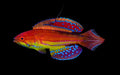 Diamond Tail Flasher Wrasse (Paracheilinus Attenuatus) Male - Reef Exclusive MA LLC