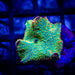 Discosoma Green Orange Spots - Reef Exclusive MA LLC