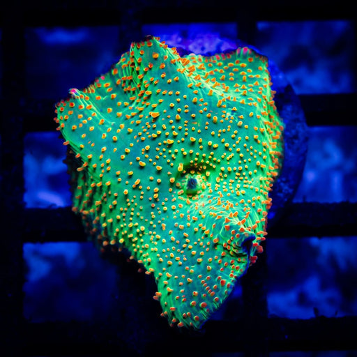 Discosoma Green Orange Spots - Reef Exclusive MA LLC