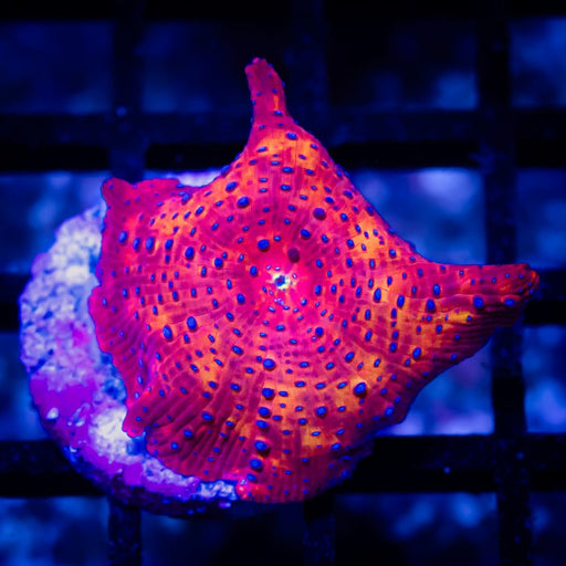 Discosoma Red Metallic Blue Spots - Reef Exclusive MA LLC