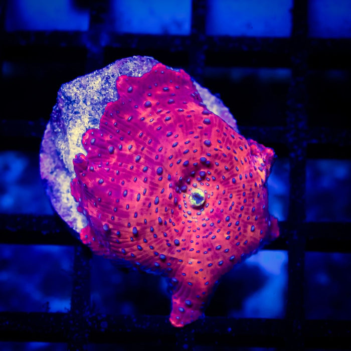 Discosoma Red Metallic Blue Spots - Reef Exclusive MA LLC