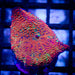 Discosoma Red Spots - Reef Exclusive MA LLC