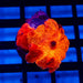 Discosoma Ultra Orange - Reef Exclusive MA LLC