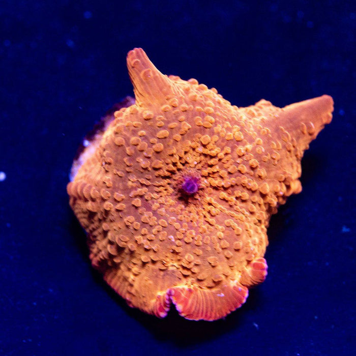 Discosoma Ultra Orange - Reef Exclusive MA LLC