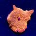 Discosoma Ultra Orange - Reef Exclusive MA LLC