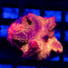 Discosoma Ultra Pink - Orange Size 3 inches - Reef Exclusive MA LLC