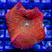 Discosoma Ultra Red - Orange - Reef Exclusive MA LLC