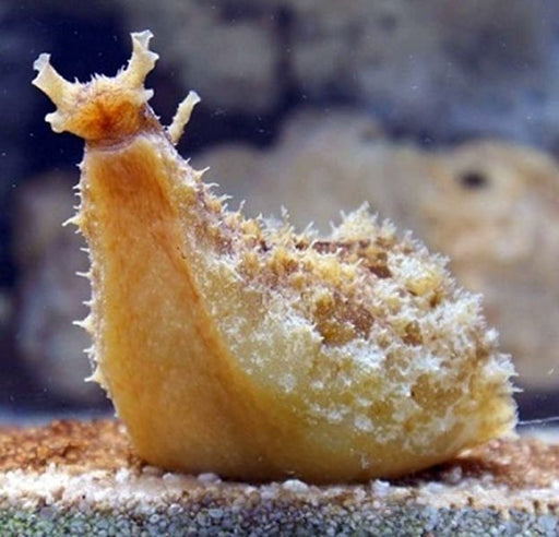 Dolabella Sea Hare (Dolabella Auricularia) - Reef Exclusive MA LLC