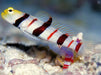 Dracula Goby (Stonogobiops Dracula) - Reef Exclusive MA LLC