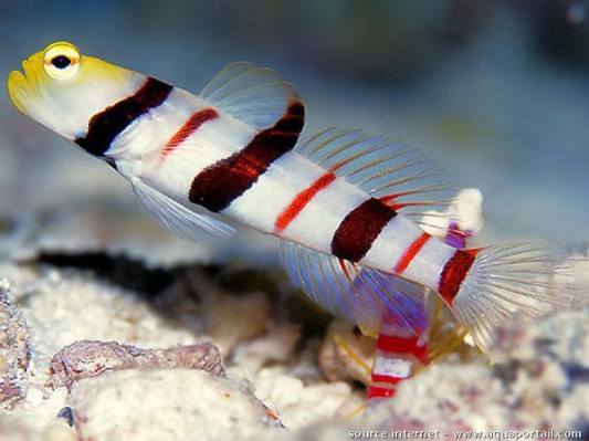 Dracula Goby (Stonogobiops Dracula) - Reef Exclusive MA LLC