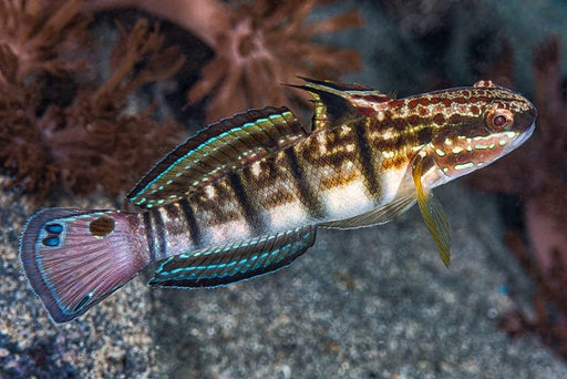 Dragon Goby (Amblygobius Phaleana) - Reef Exclusive MA LLC